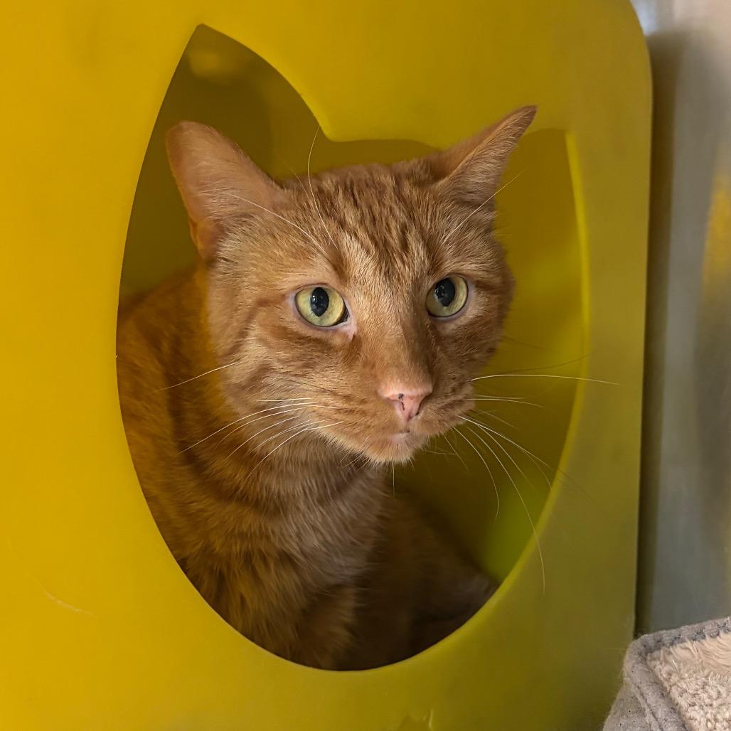 Big Mac, Adoptable, Senior Male Domestic Short Hair.