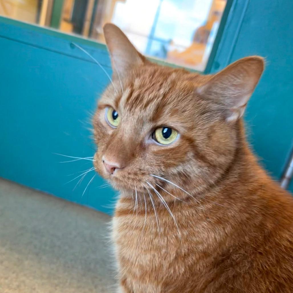 Enlarge Big Mac, a Adoptable Domestic Short Hair in Waukesha, WI image 2/5