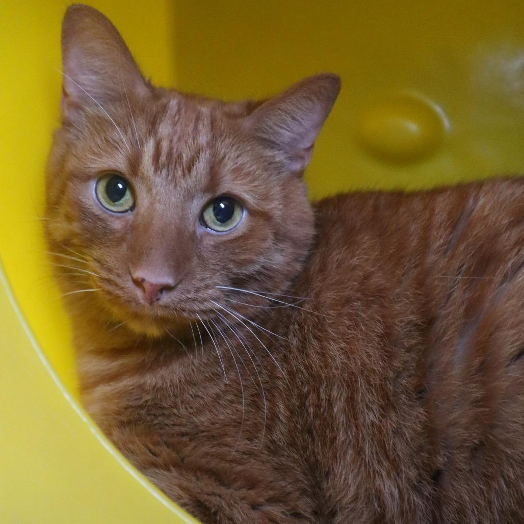 Big Mac, Adoptable, Senior Male Domestic Short Hair.