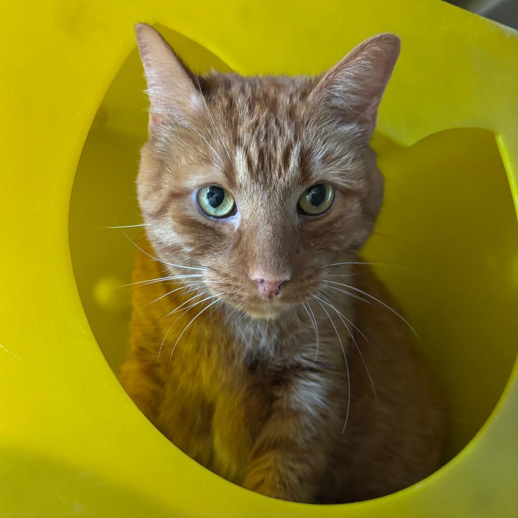 Big Mac, a Adoptable Domestic Short Hair in Waukesha, WI image 2/3