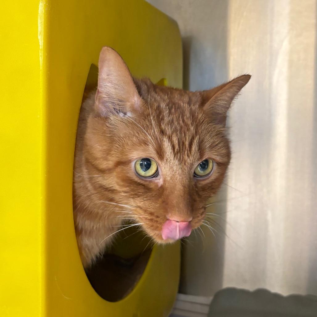 Big Mac, a Adoptable Domestic Short Hair in Waukesha, WI image 3/3