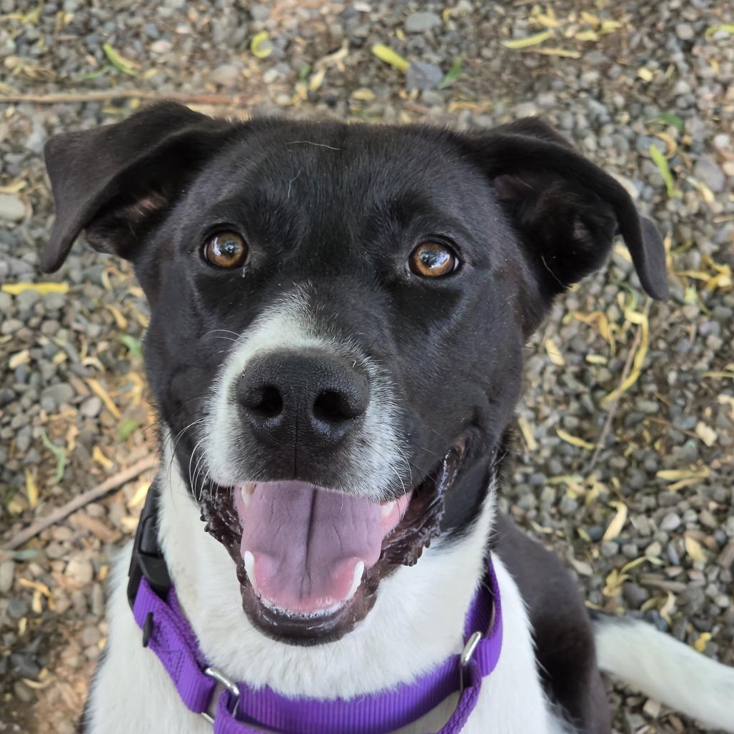 Enlarge Finn - Delta, a Adoptable mixed breed in Delta, CO image 1/1