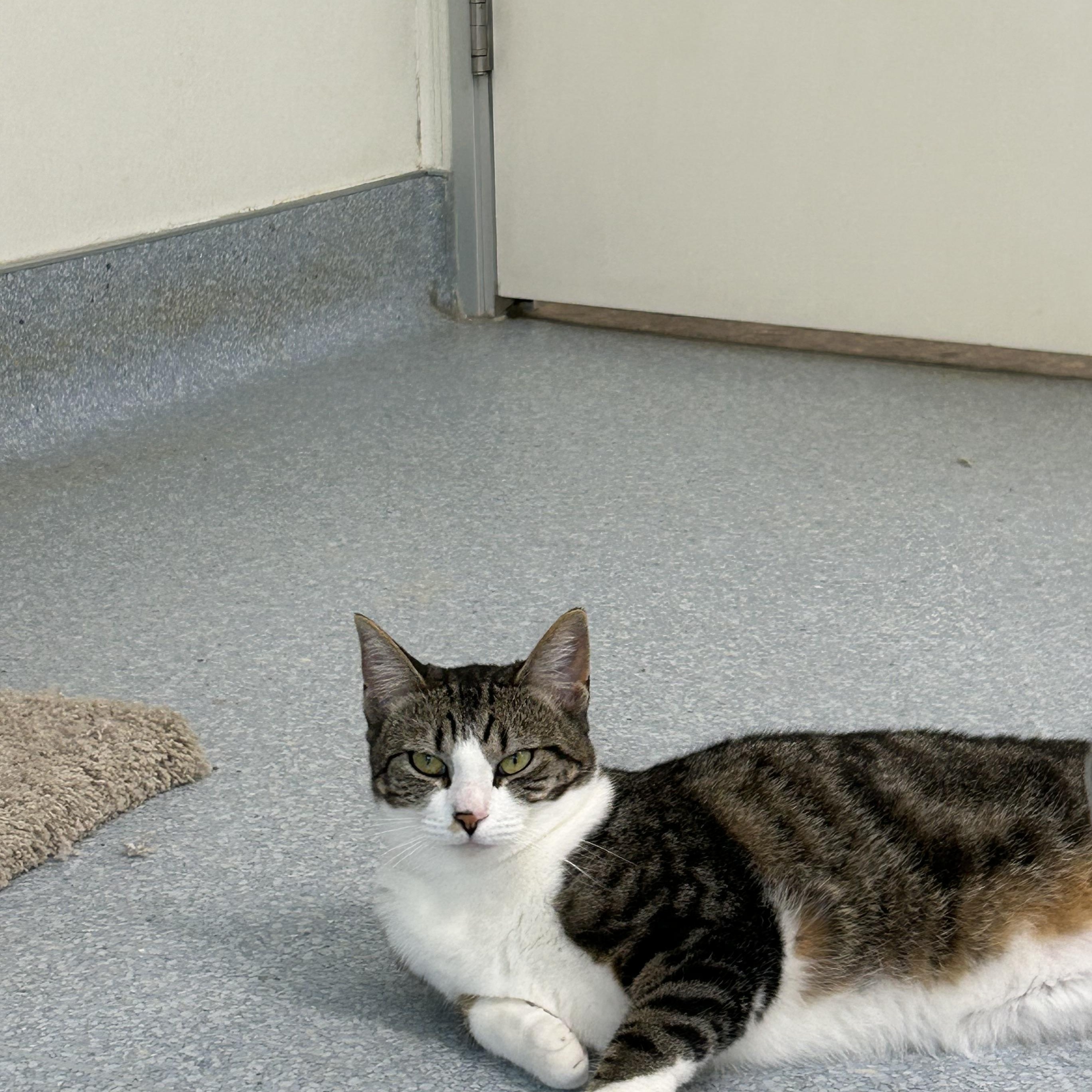 Enlarge Naty, a Adoptable Domestic Short Hair in El Cajon, CA image 5/5