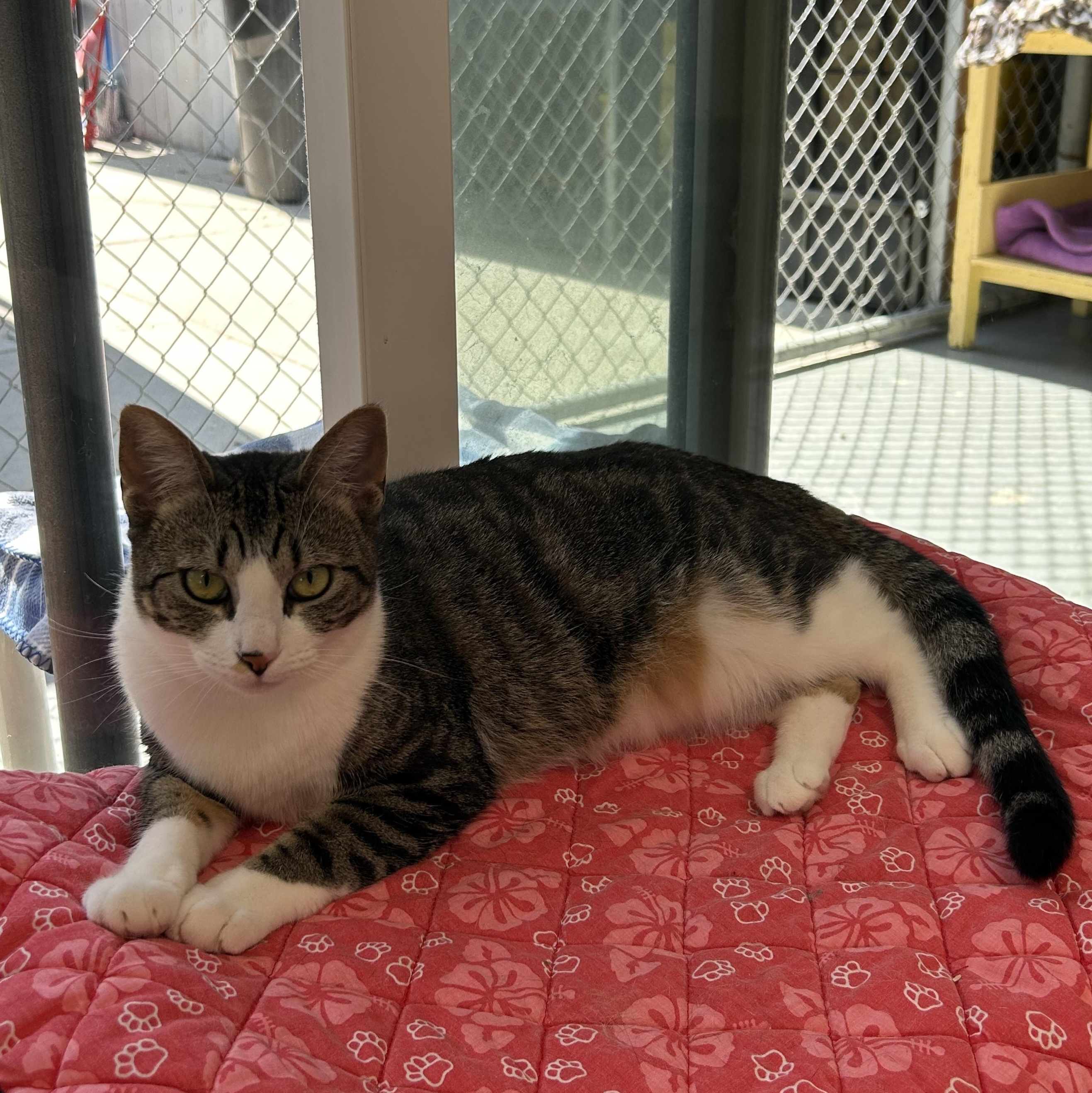Enlarge Naty, a Adoptable Domestic Short Hair in El Cajon, CA image 4/5