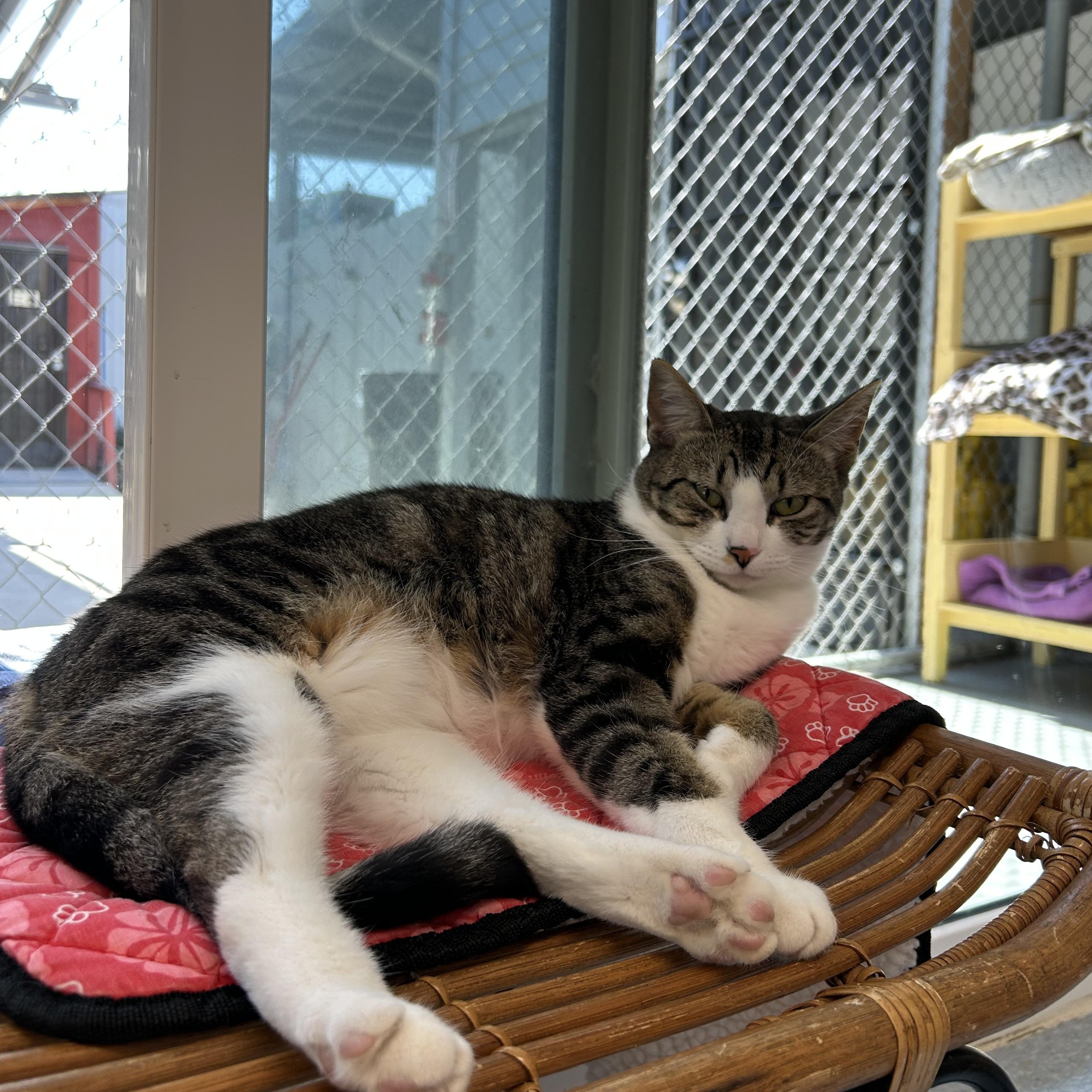 Enlarge Naty, a Adoptable Domestic Short Hair in El Cajon, CA image 3/5