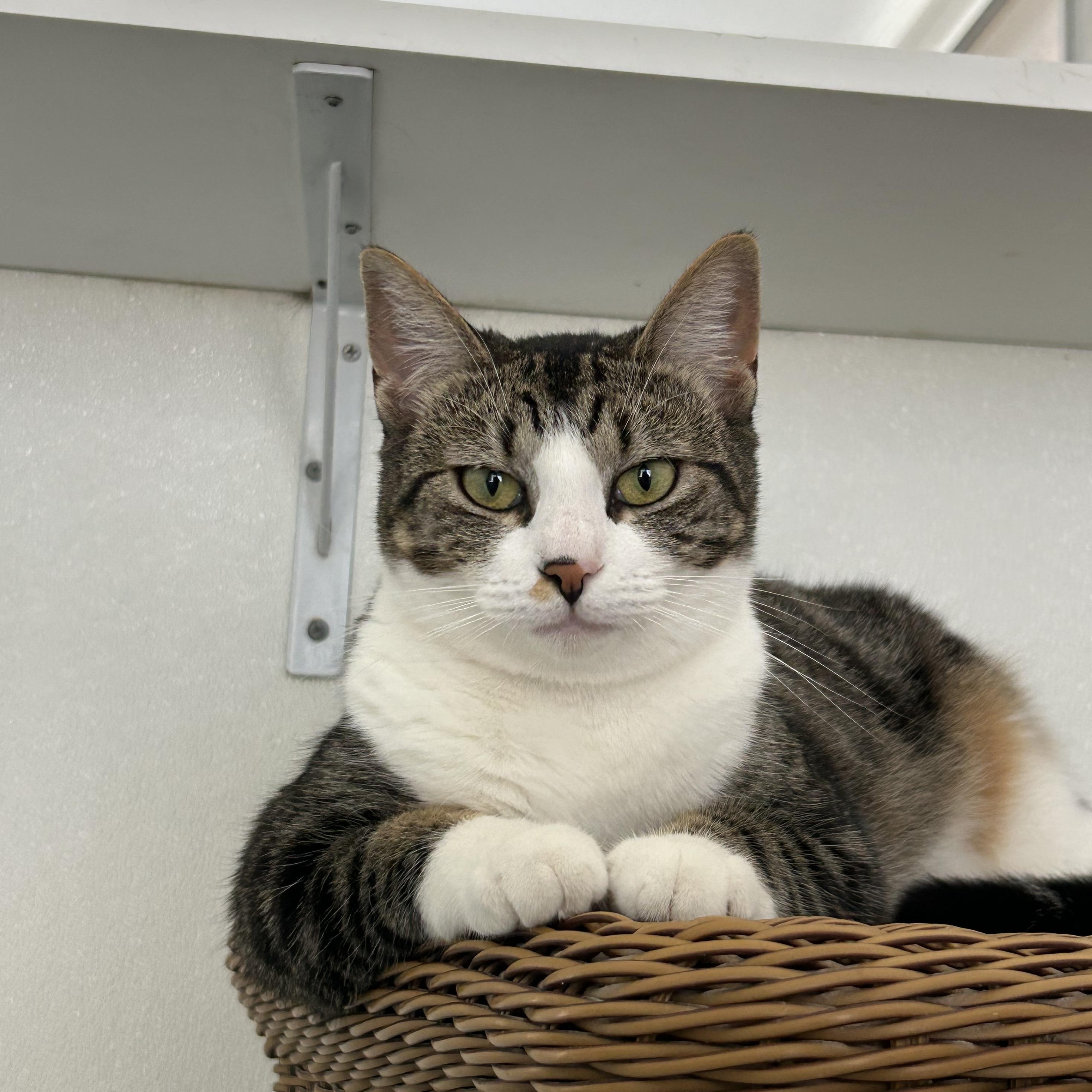 Enlarge Naty, a Adoptable Domestic Short Hair in El Cajon, CA image 1/5