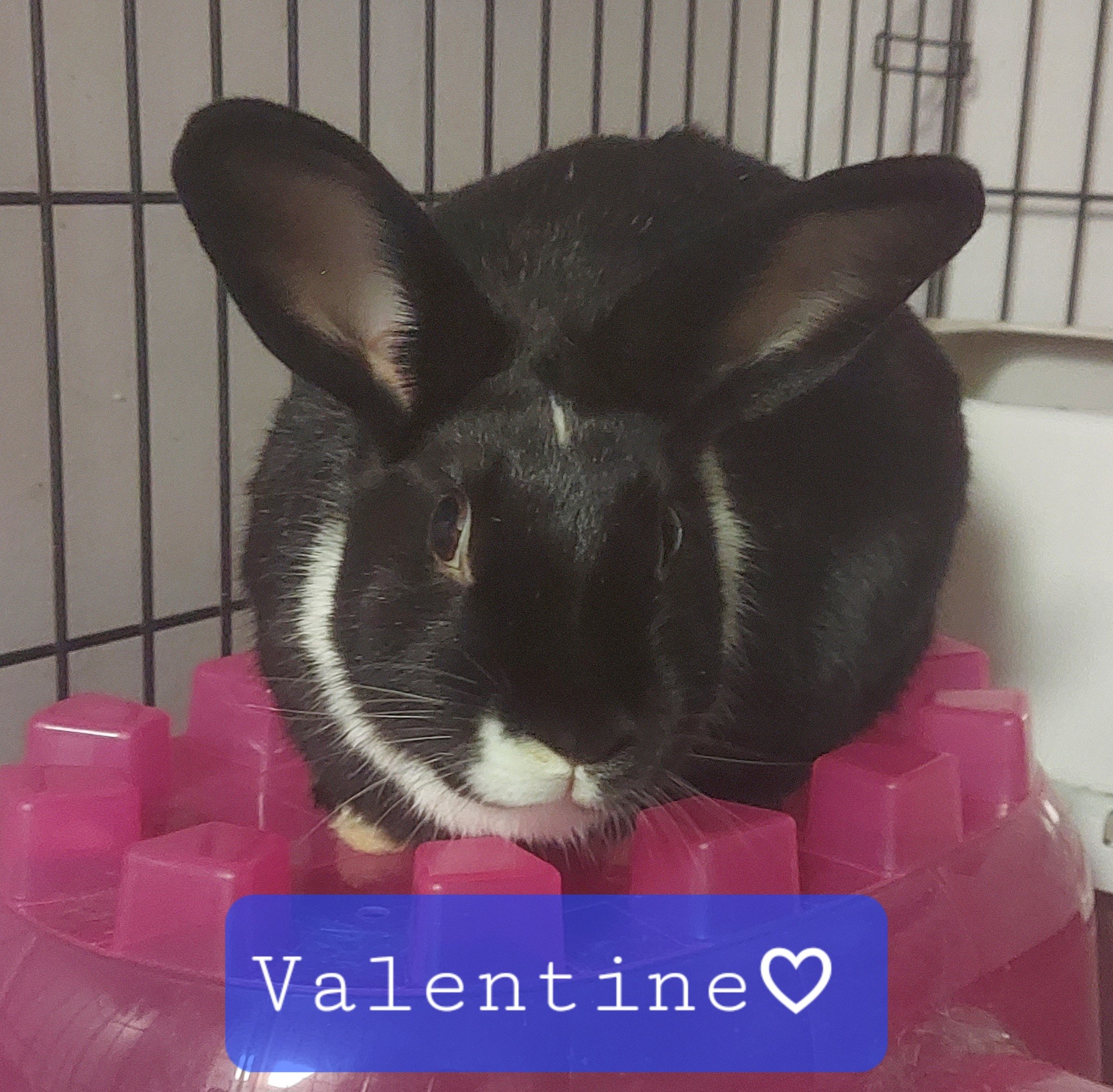 Valentine, Adoptable, Adult Female Dutch.