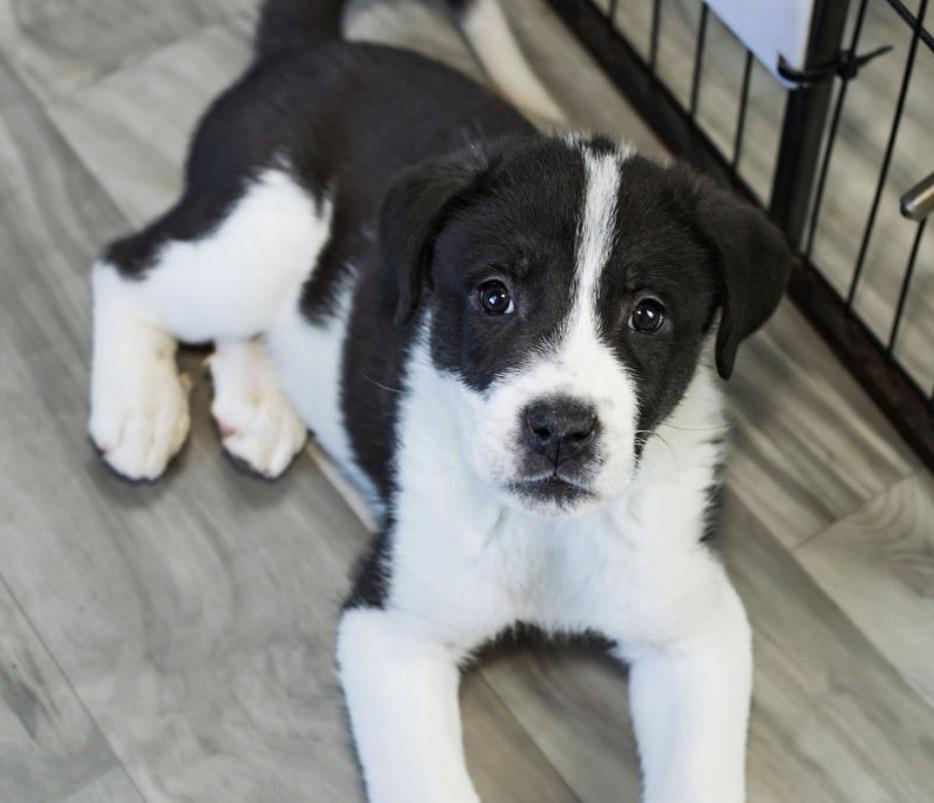 Krypt, a Adoptable mixed breed in Warr Acres, OK image 1/6