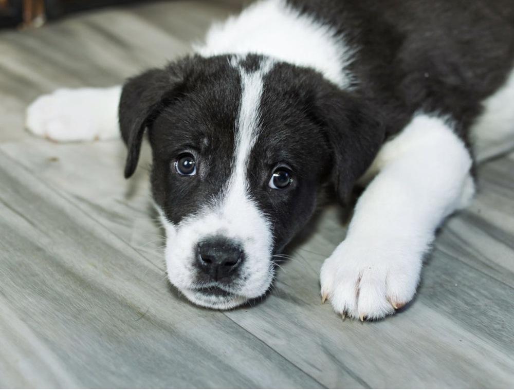 Krypt, Adoptable, Puppy Male Great Pyrenees & Pit Bull Terrier.