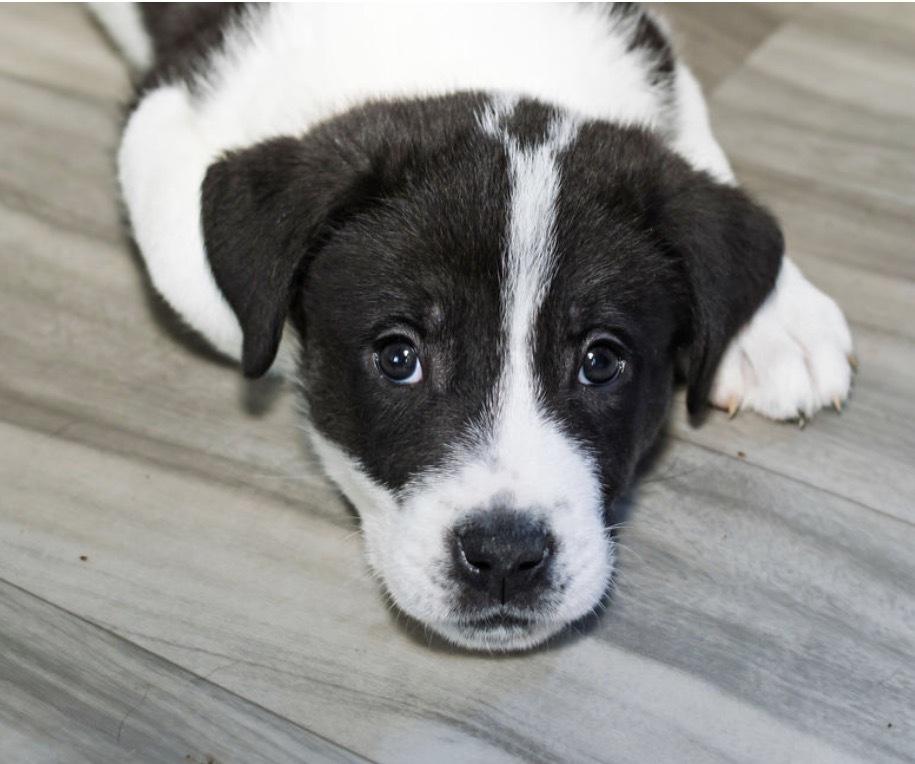 Krypt, a Adoptable mixed breed in Warr Acres, OK image 3/6