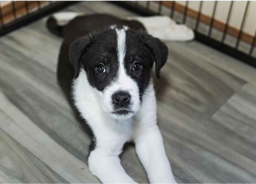 Krypt, a Adoptable mixed breed in Warr Acres, OK image 4/6