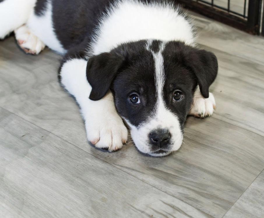 Krypt, a Adoptable mixed breed in Warr Acres, OK image 5/6