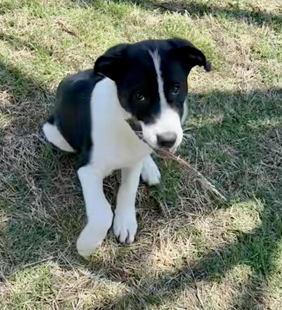 Enlarge Krypt, a Adoptable mixed breed in Warr Acres, OK image 4/6