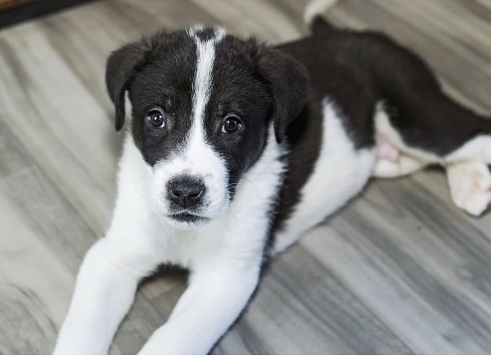 Krypt, a Adoptable mixed breed in Warr Acres, OK image 6/6