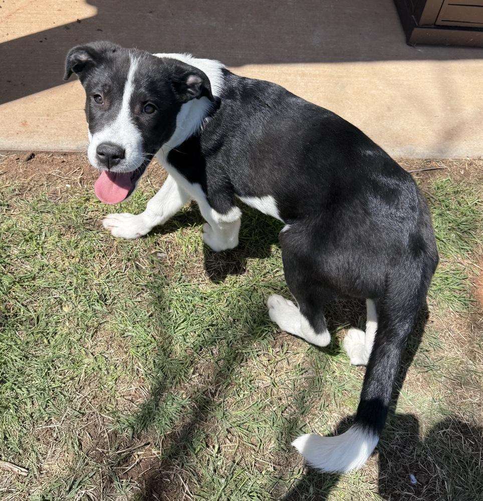 Enlarge Krypt, a Adoptable mixed breed in Warr Acres, OK image 6/6
