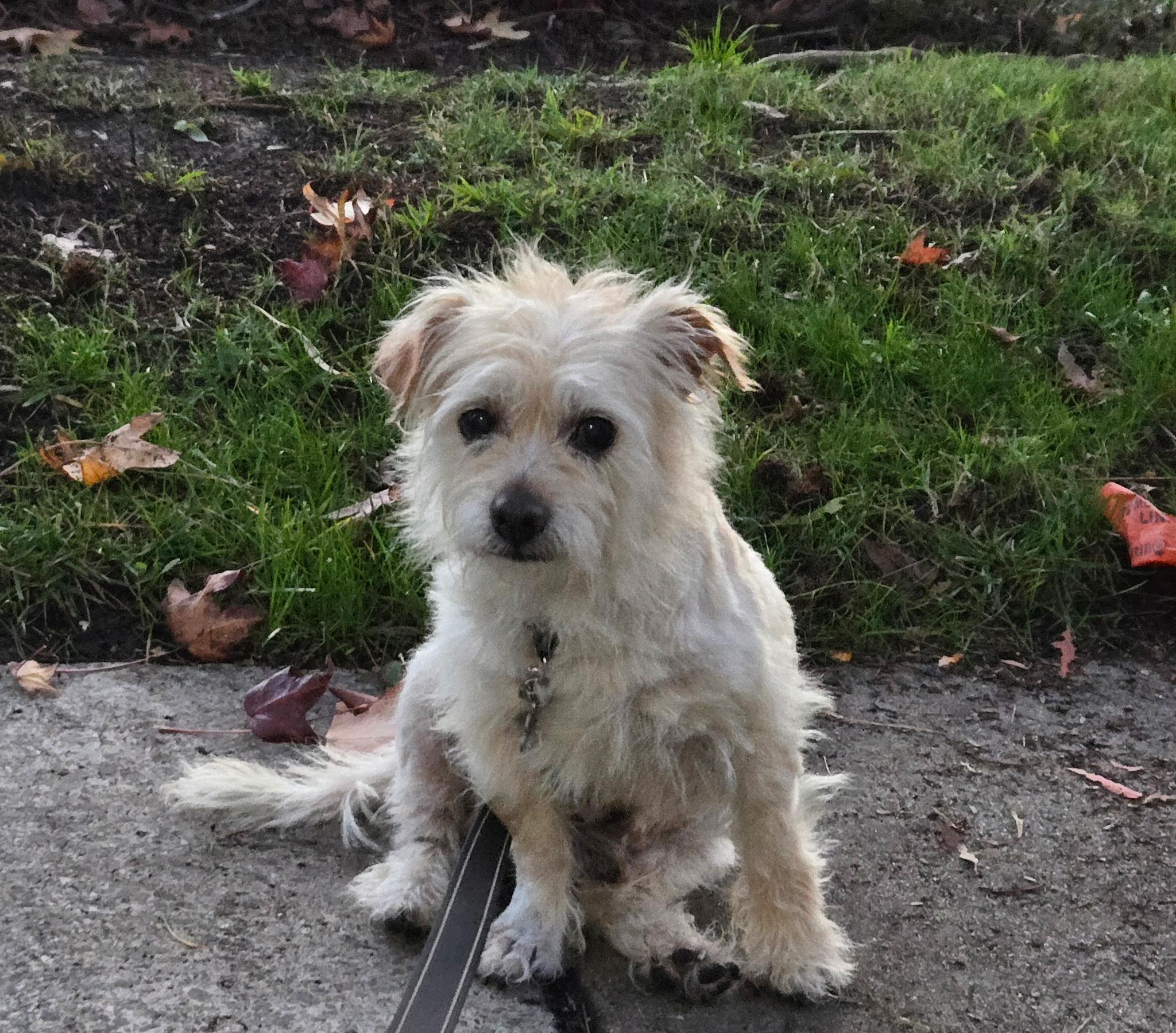 Lemmy, adopted, Senior Male Terrier.