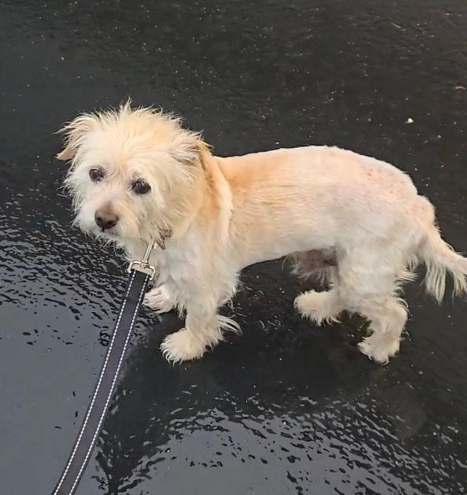 Enlarge Lemmy, an adopted mixed breed in Laguna Beach, CA image 2/4