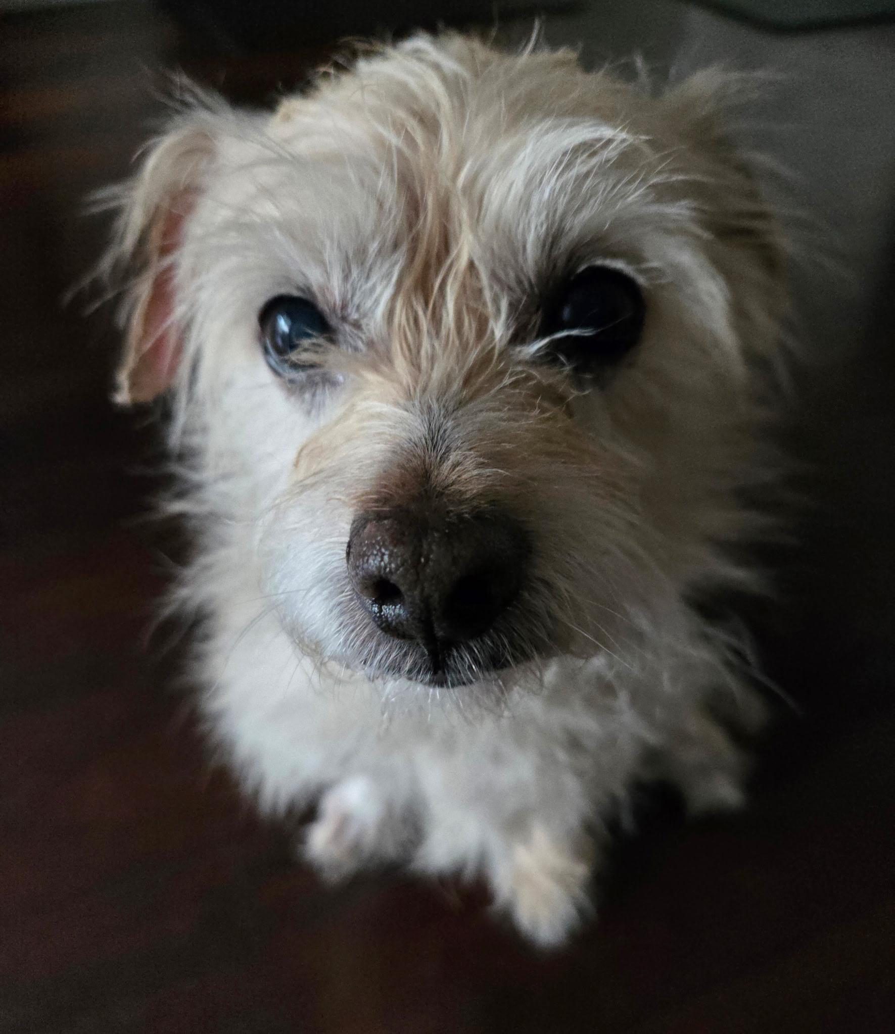 Enlarge Lemmy, an adopted mixed breed in Laguna Beach, CA image 4/4