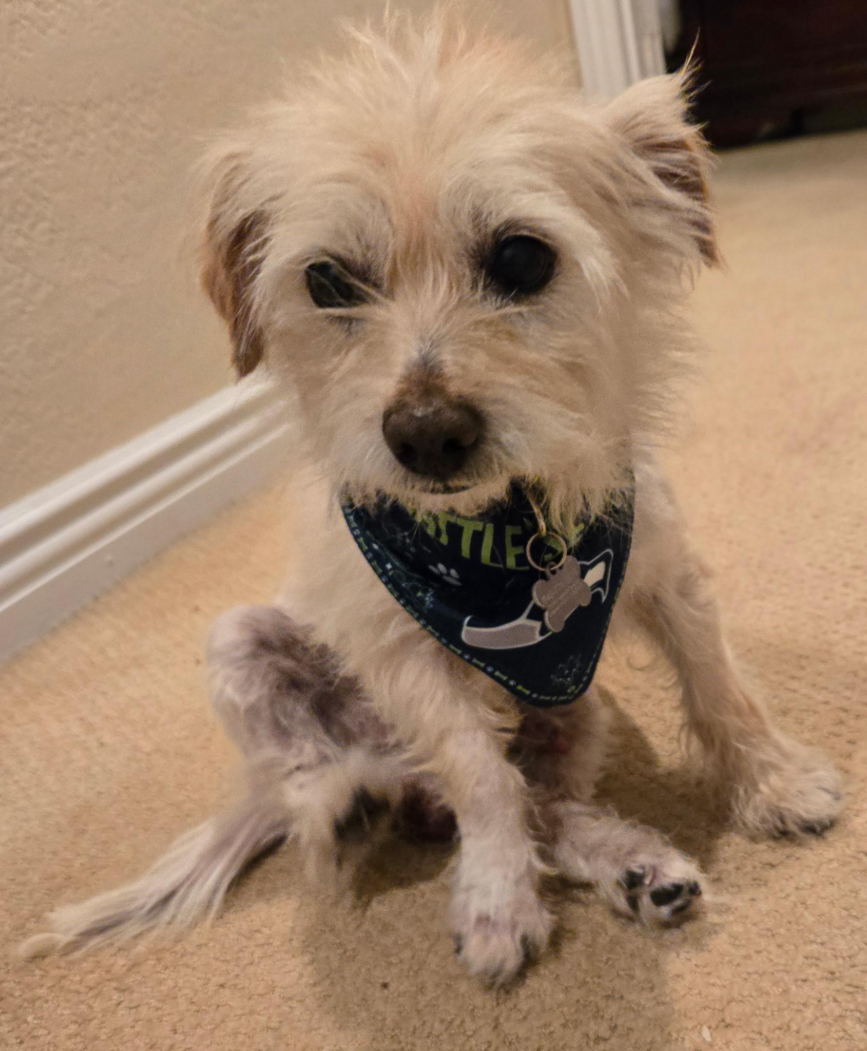 Enlarge Lemmy, an adopted mixed breed in Laguna Beach, CA image 3/4