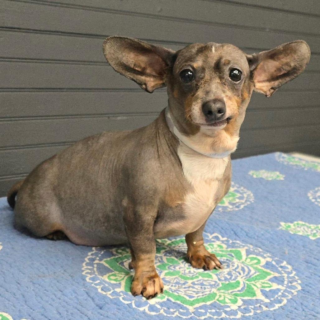 FOSTER NEEDED - Harry, Adoptable, Senior Male Dachshund.