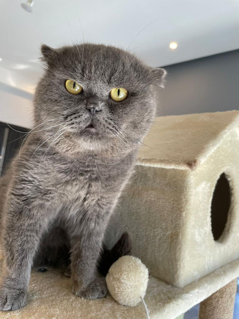 Winston, Adoptable, Young Male Scottish Fold.