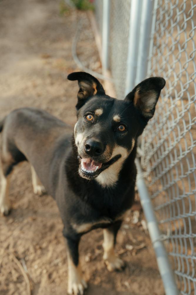 Piper (Pipper), a Adoptable mixed breed in Bonita, CA image 1/6