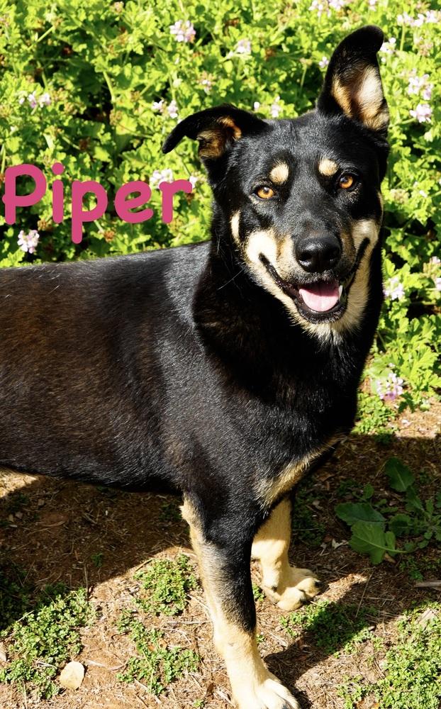 Piper (Pipper), Adoptable, Adult Female Australian Kelpie & Cattle Dog.
