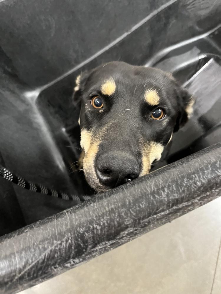 Enlarge Piper (Pipper), a Adoptable mixed breed in Bonita, CA image 1/2