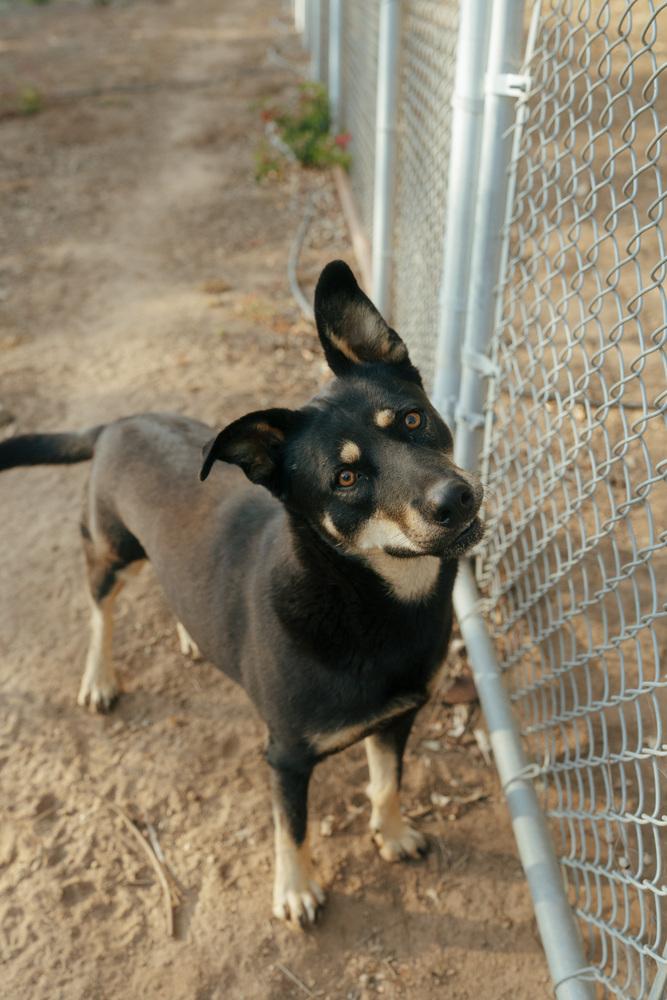 Piper (Pipper), a Adoptable mixed breed in Bonita, CA image 3/6