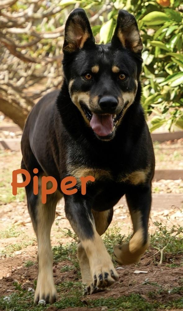 Piper (Pipper), a Adoptable mixed breed in Bonita, CA image 3/4