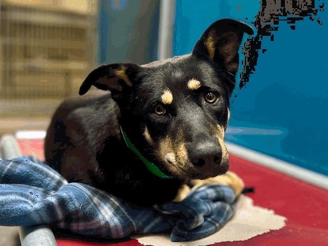 Enlarge Piper (Pipper), a Adoptable mixed breed in Bonita, CA image 2/2