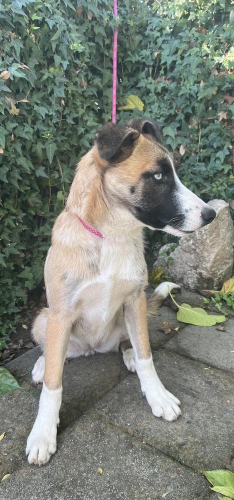 Lulu, Adoptable, Puppy Female German Shepherd Dog & Husky.