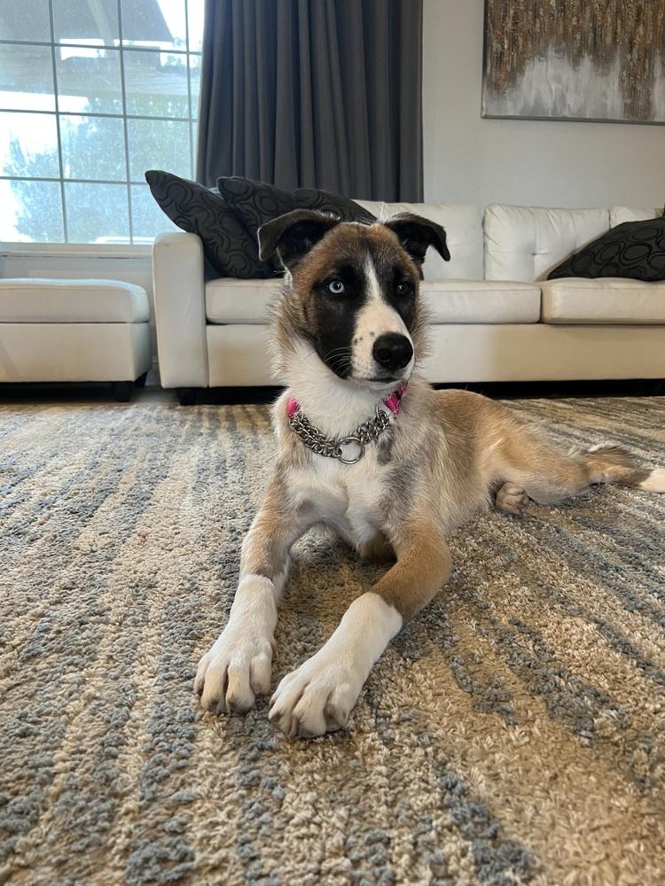 Lulu, a Adoptable mixed breed in Pleasant Hill, CA image 1/6