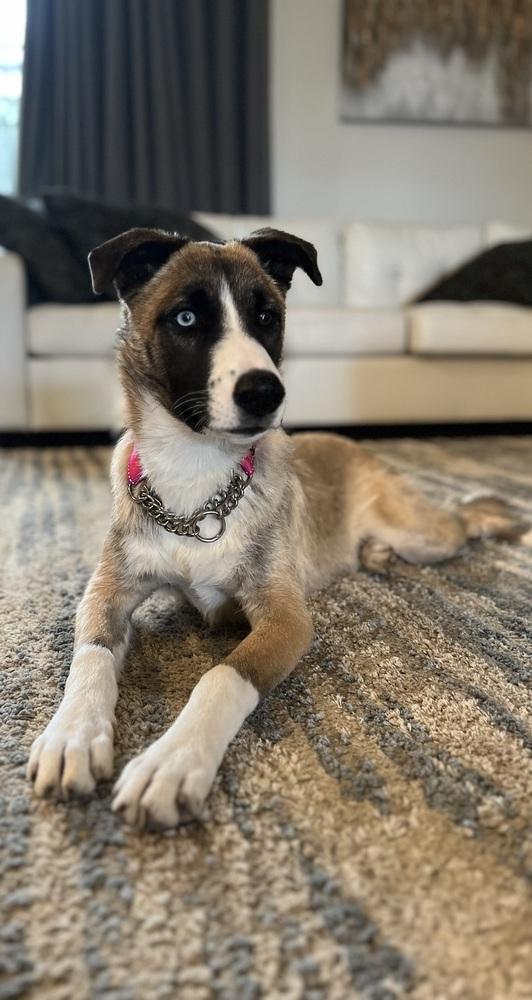 Lulu, a Adoptable mixed breed in Pleasant Hill, CA image 2/6