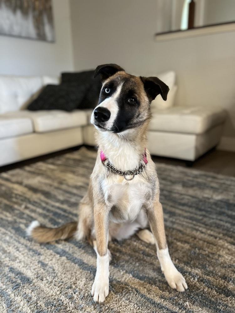 Lulu, a Adoptable mixed breed in Pleasant Hill, CA image 3/6