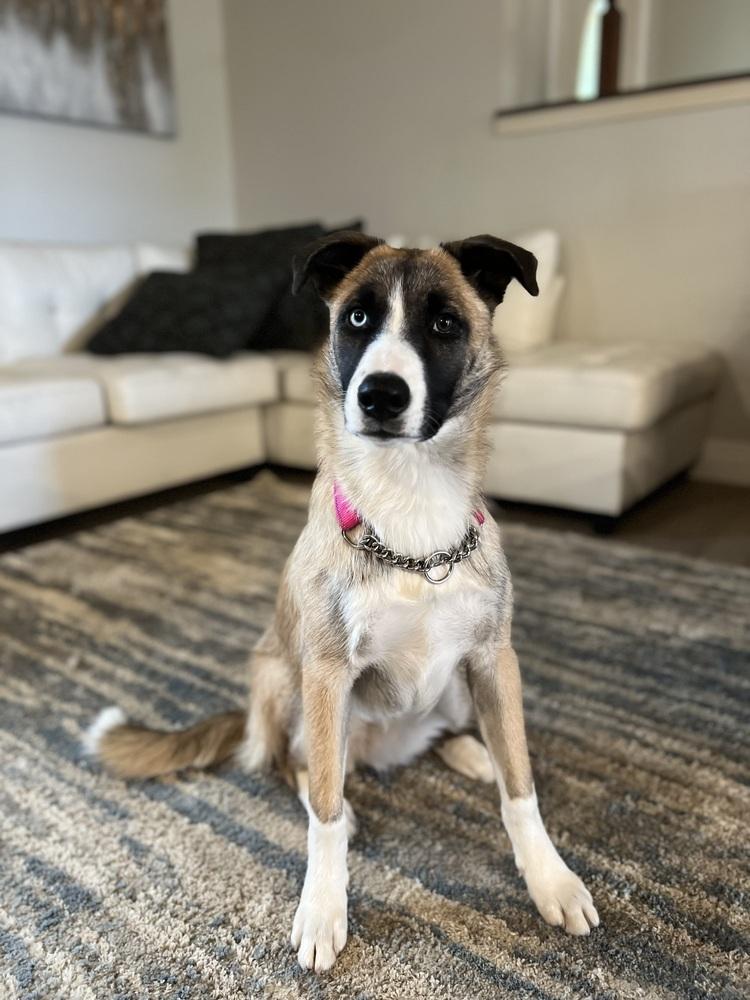 Lulu, a Adoptable mixed breed in Pleasant Hill, CA image 4/6