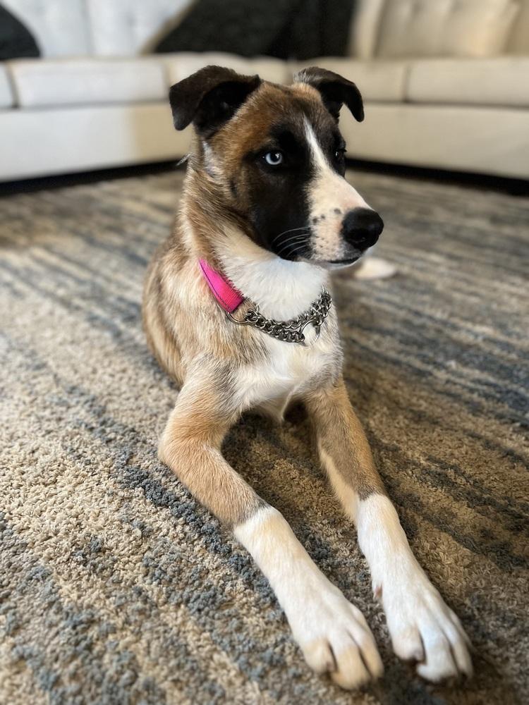 Lulu, a Adoptable mixed breed in Pleasant Hill, CA image 5/6