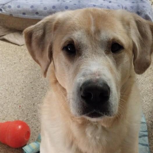 Enlarge Otis, an adopted mixed breed in Cape May Court House, NJ image 1/1