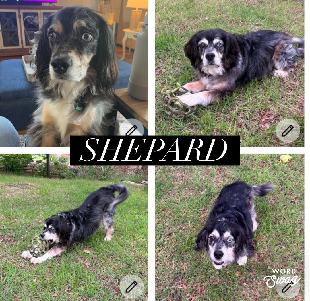 Shepard , adopted, Adult Male Cocker Spaniel.