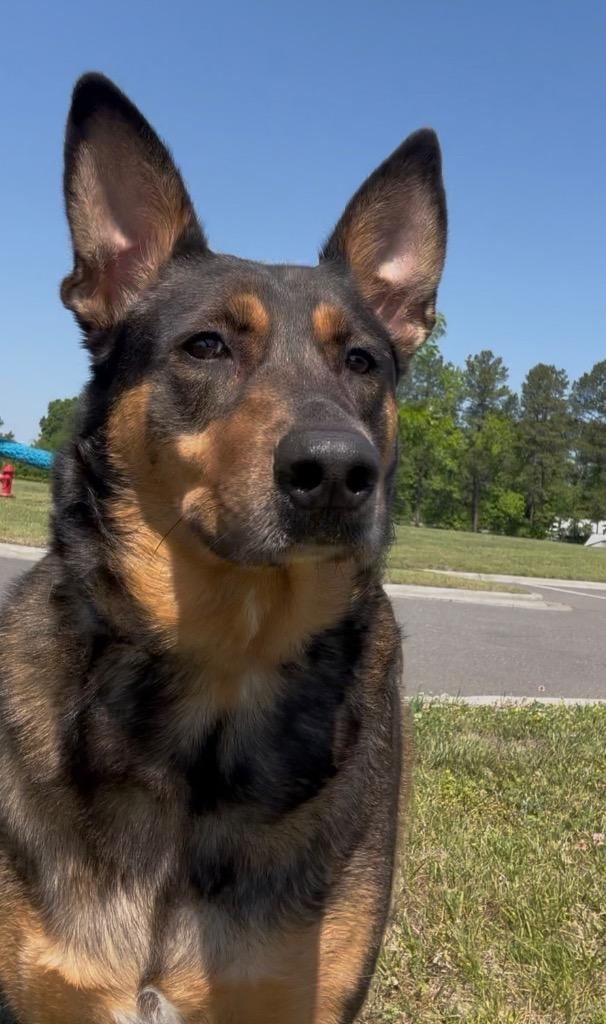 Darla, Adoptable, Adult Female Shepherd.