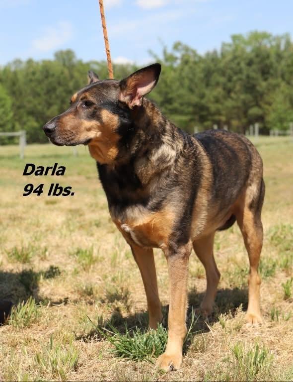 Enlarge Darla, a Adoptable Shepherd in Oxford, NC image 2/4
