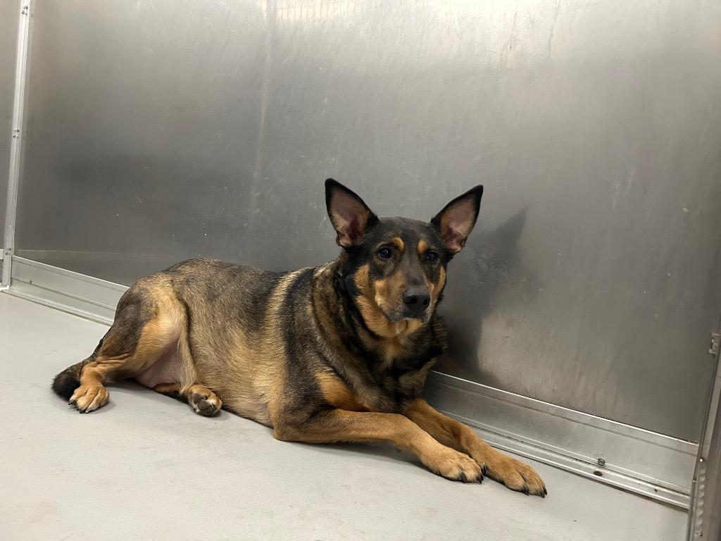 Enlarge Darla, a Adoptable Shepherd in Oxford, NC image 3/4