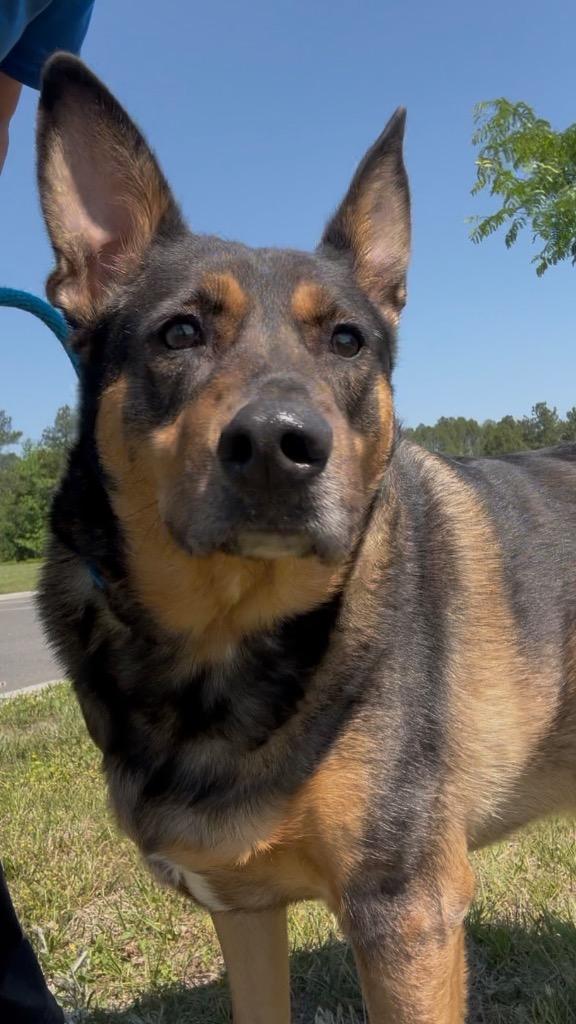 Enlarge Darla, a Adoptable Shepherd in Oxford, NC image 4/4