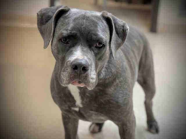 TIGER LILY, Adoptable, Adult Female Pit Bull Terrier & Mixed Breed.