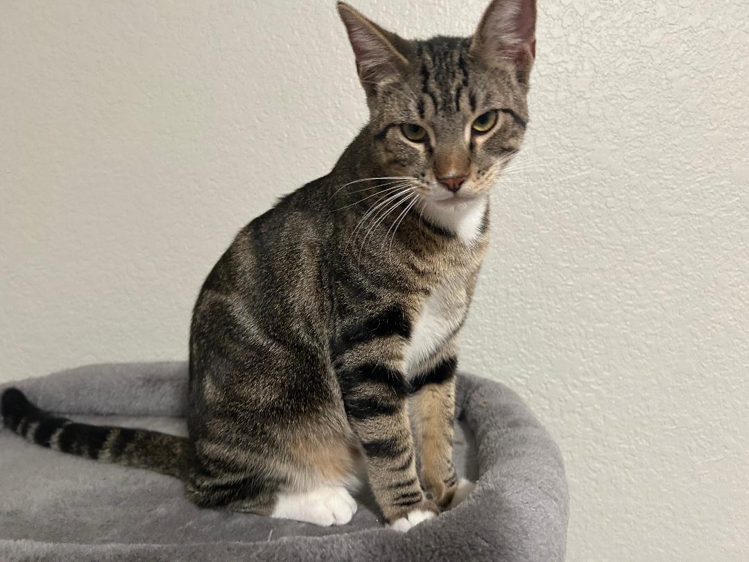 Levi, Young Male Tabby