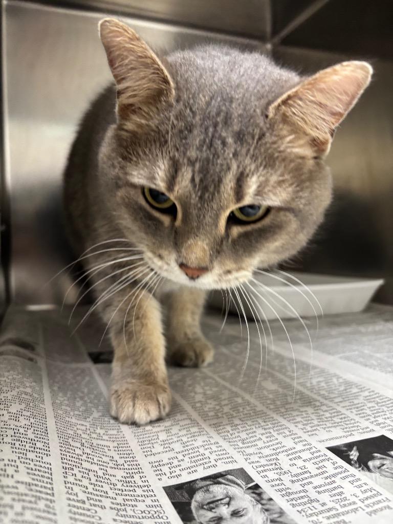 Cinder, Adoptable, Young Female Domestic Short Hair.