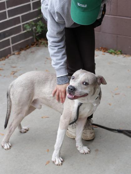 Emergent, Adoptable, Adult Male Mixed Breed & Mixed Breed.