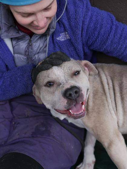 Enlarge Emergent, a Adoptable Mixed Breed in Chamblee, GA image 2/3