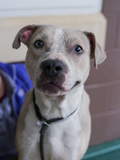 Enlarge Emergent, a Adoptable Mixed Breed in Chamblee, GA image 3/3