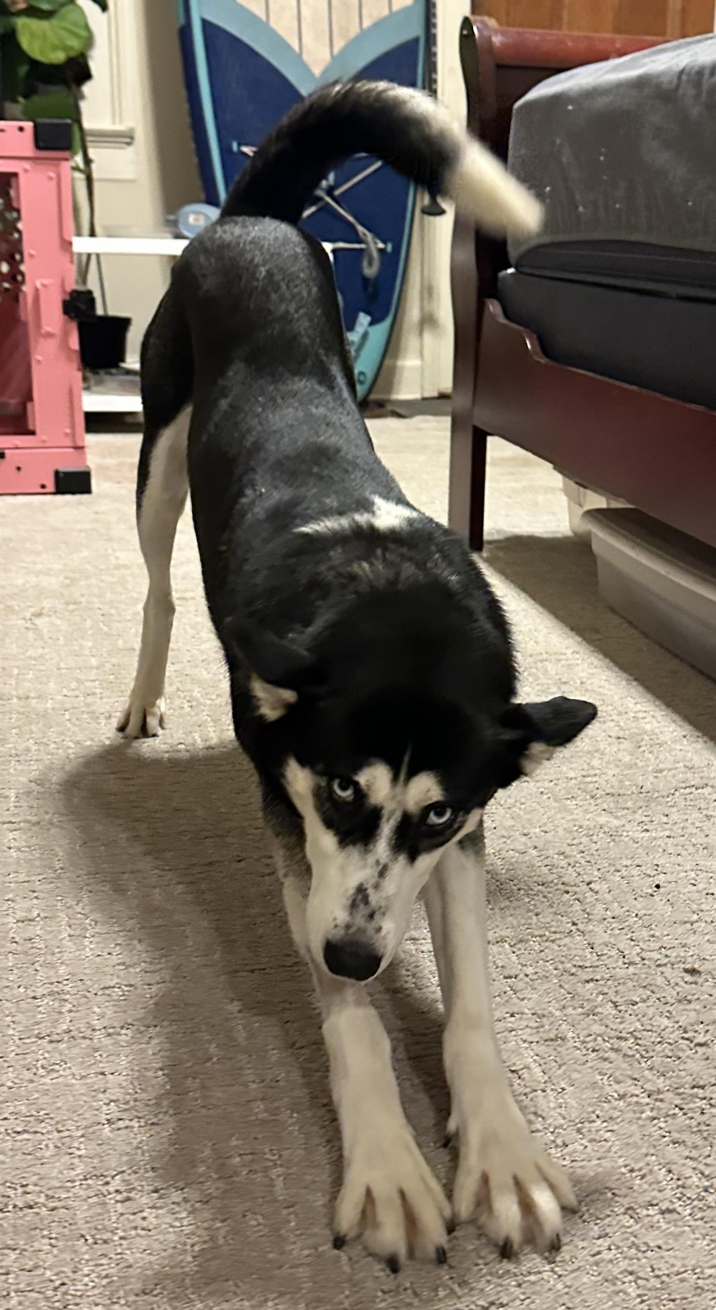 Enlarge Nika, a ADOPTABLE Siberian Husky in New Orleans, LA image 3/6